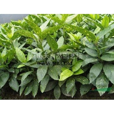 出售大量花叶美人蕉