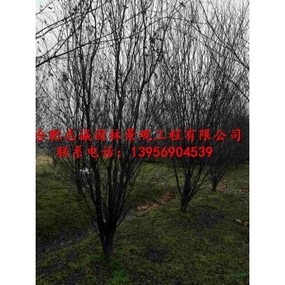 安徽出售精品白玉兰、广玉兰、紫玉兰、红花玉兰