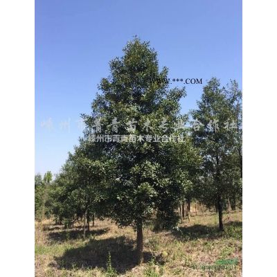 广玉兰供应/广玉兰价格/广玉兰基地/