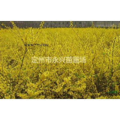 紫叶小檗球，紫叶小檗80_1米低价销售