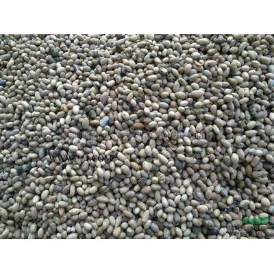供应6-8公分的广玉兰    价格优惠