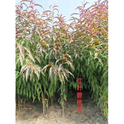 2019年河南南天竹 许昌南天竺新报价