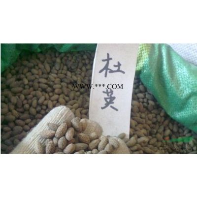 供应*新江西广玉兰种子