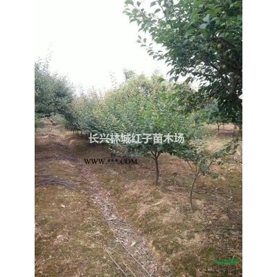 浙江湖州长兴林城提供广玉兰15一25有货