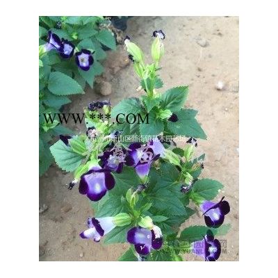 退林还耕 低价处理海桐球P150-200