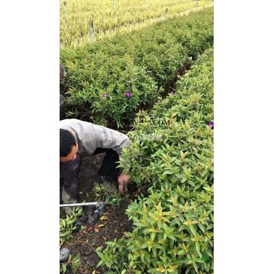 18到20公分广玉兰常年发往贵州六盘水，广玉兰基地