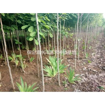 保定紫玉兰，玉兰，白玉兰，广玉兰供应