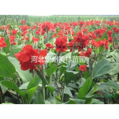 紫玉兰白玉兰广玉兰与二乔玉兰的区别及价格图3