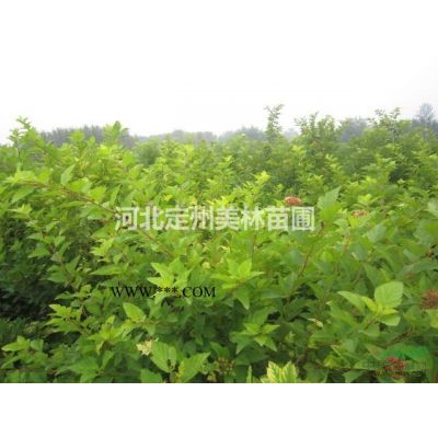 紫玉兰白玉兰广玉兰与二乔玉兰的区别及价格