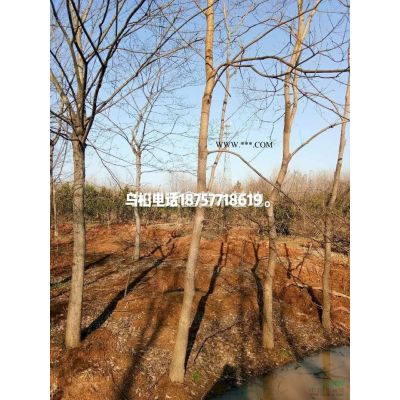供应广玉兰，15~20公分
