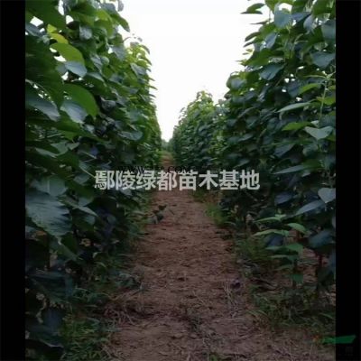 南阳批发基地 果岭草坪价格 绿化草坪 绿之林