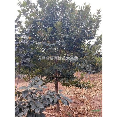栾树/黄山栾树/栾树价格/栾树产地/栾树批发