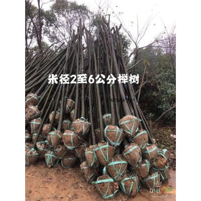 金桂报价，常州金桂基地大量供应各规格金桂