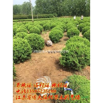供应塔柏苗 高度30-50公分塔柏苗 基地直销 量大价低