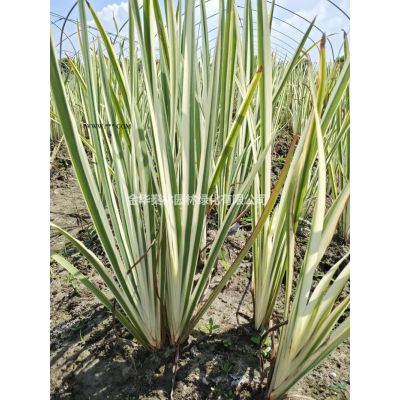 2021年小杯六道木0.4元 浙江六道木小杯报价 杭州小杯六道木0.4元