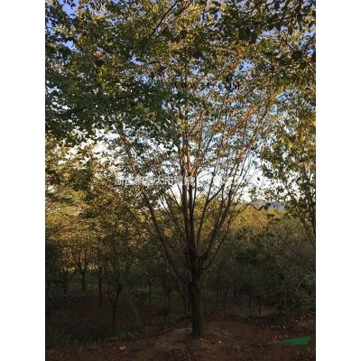 供应优质量18－20公分大红枫。