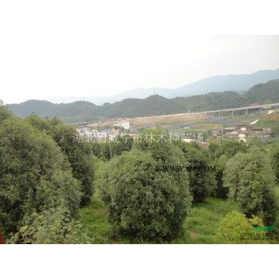 湖北咸宁供应香樟树，朴树，广玉兰