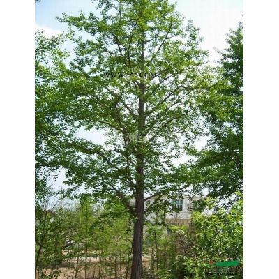 湖南银杏，广玉兰、香樟基地