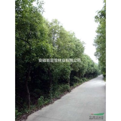 安庆太湖县出售精品香樟，精品桂花，精品优质广玉兰，精品马褂木