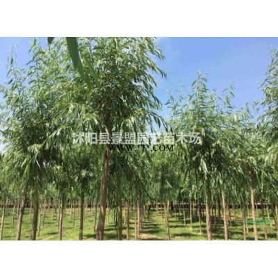 冬天可以种植广玉兰吗？