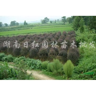 湖南广玉兰信息