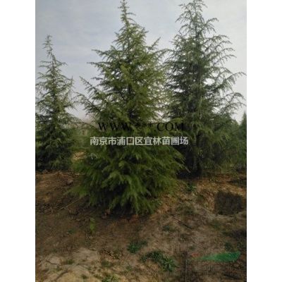 15公分18公分20公分广玉兰价格降价处理