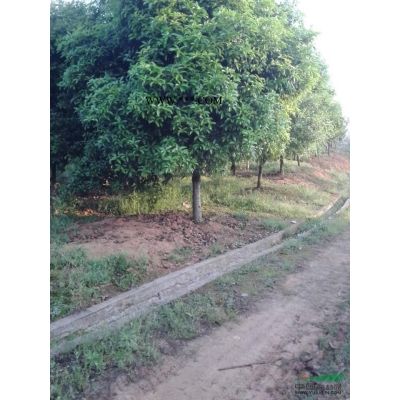 大小规格广玉兰2基地