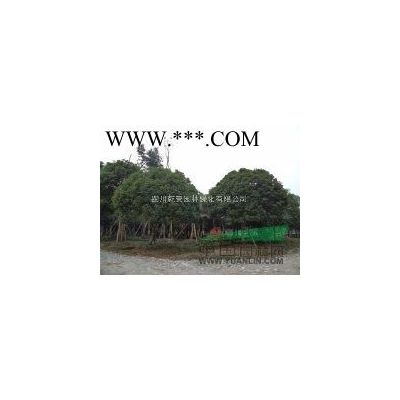 四川乾景园林供应广玉兰10-17