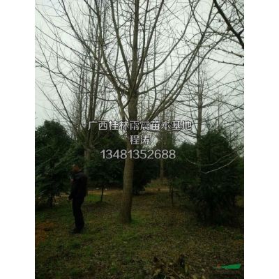 广西金桂、10-40公分精品金桂