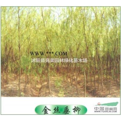 江苏小叶黄杨价格12元每株