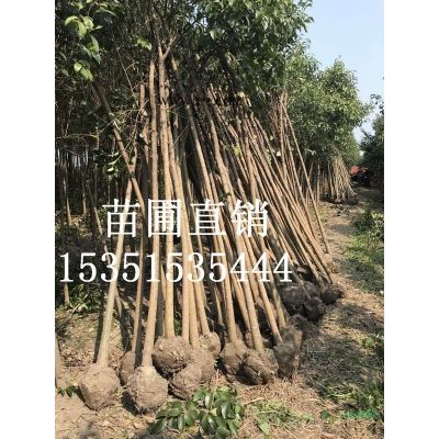 大叶女贞直供---高杆女贞供应
