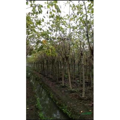 广州广大花木大量供应50-80公分直径大腹木棉