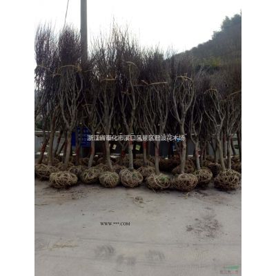 茶花行情报价\茶花图片展示