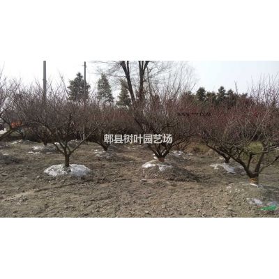 成都苗圃供应精品丛生紫薇