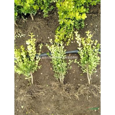 红豆杉市场行情　红豆杉*新价格　红豆杉小苗　15公分红豆杉　2-20公分红豆杉价格　红豆杉果实介绍