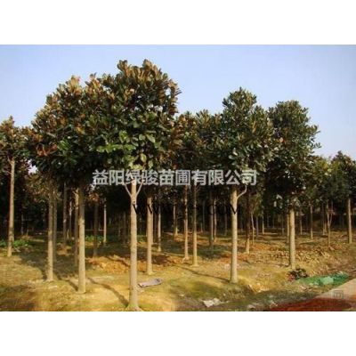 哪里有广玉兰树基地   15公分广玉兰树行情