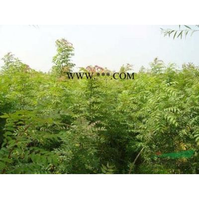 江西九江紫薇 紫微栽培技术
