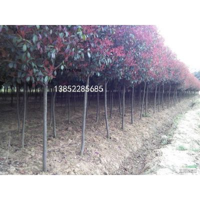 米径8公分广玉兰种植基地