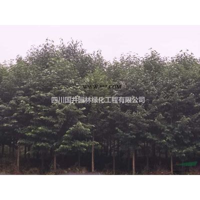 常年供应优质四川*雷竹直销，2至3公分单价8元