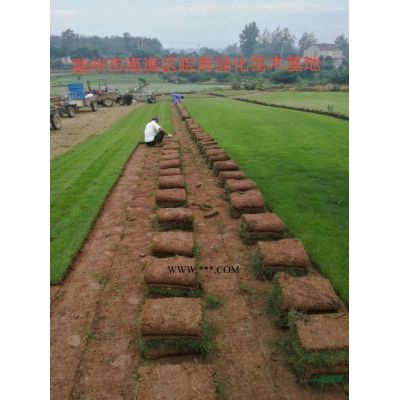 百慕大草坪  马尼拉草坪  果岭草坪  草坪批发  草坪基地