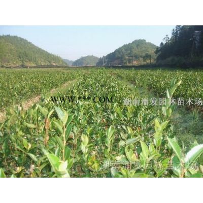 广玉兰-广玉兰价格-批发荷花玉兰树