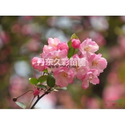 辽宁供应丹东桧柏球；丹东桧柏球*新报价；丹东桧柏球图片；丹东
