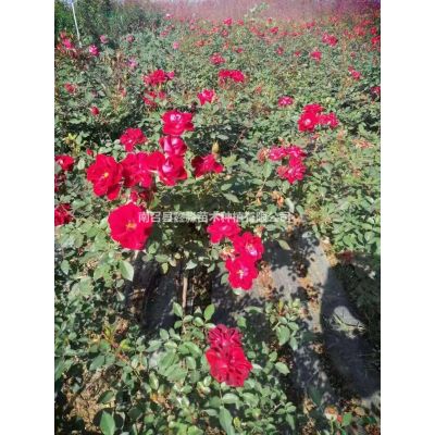 河南南阳黄栌价格