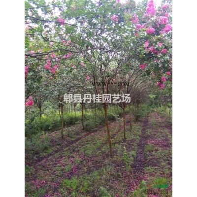 供应朴树 、丛生朴树 、滇朴、沙朴