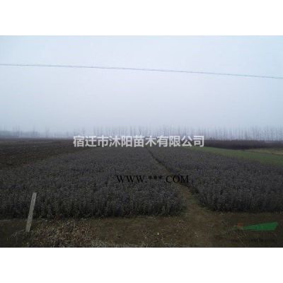 黑松价格_黑松图片_黑松产地_黑松绿化苗木苗圃基地