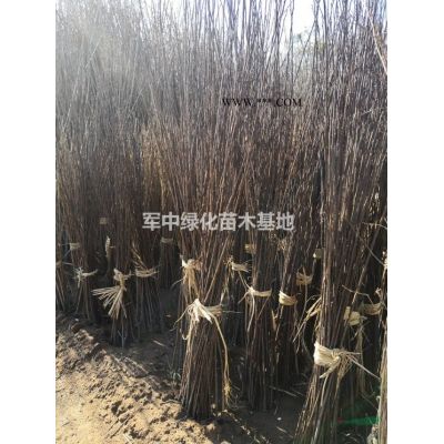 供应各种造型龙柏基地1一4米造型龙柏价格，造型龙柏图片