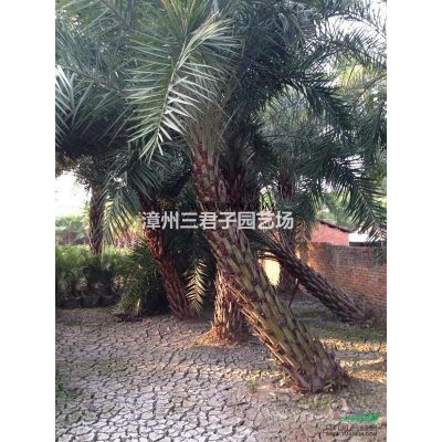 黄花风铃木 专业种植精品黄花风铃木 农户一手货源
