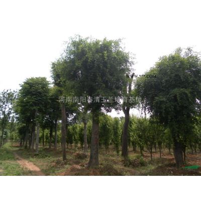 河南地区供应10-35公分紫玉兰（红黄白）玉兰