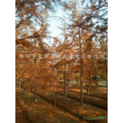 桂花、红枫、樱花、红绿梅