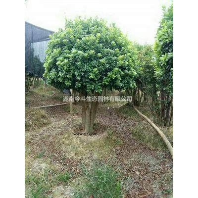 油松基地，油松小苗基地，湖南造型油松小苗基地批发